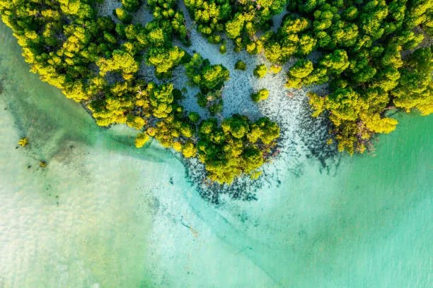 Umelecká fotografie Overhead view of a tropical mangrove lagoon, Roberto Moiola / Sysaworld, (40 x 26.7 cm)
