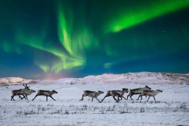 Umelecká fotografie Wild reindeer on the tundra on, Anton Petrus, (40 x 26.7 cm)