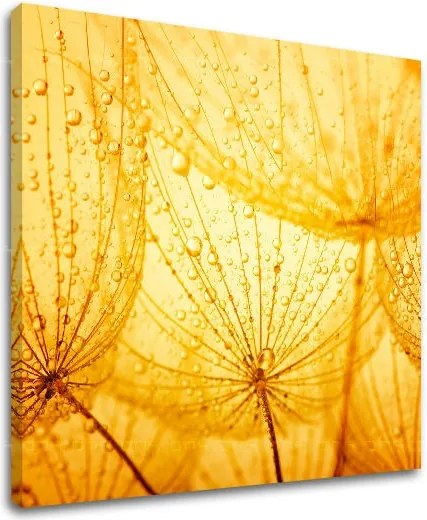 Obraz na stenu KVETY KV059E12 - 40x40 cm