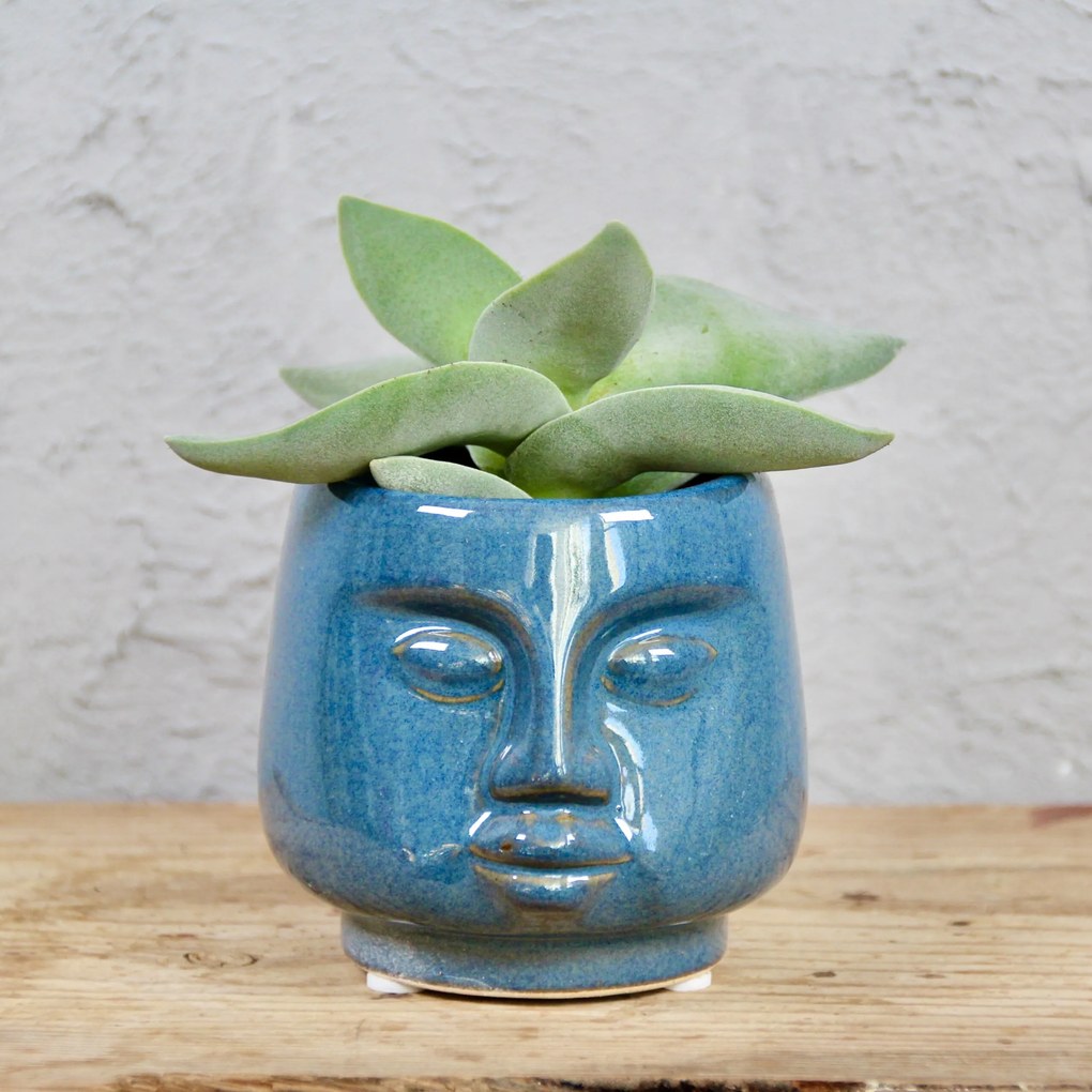 Crassula Boomerang baby