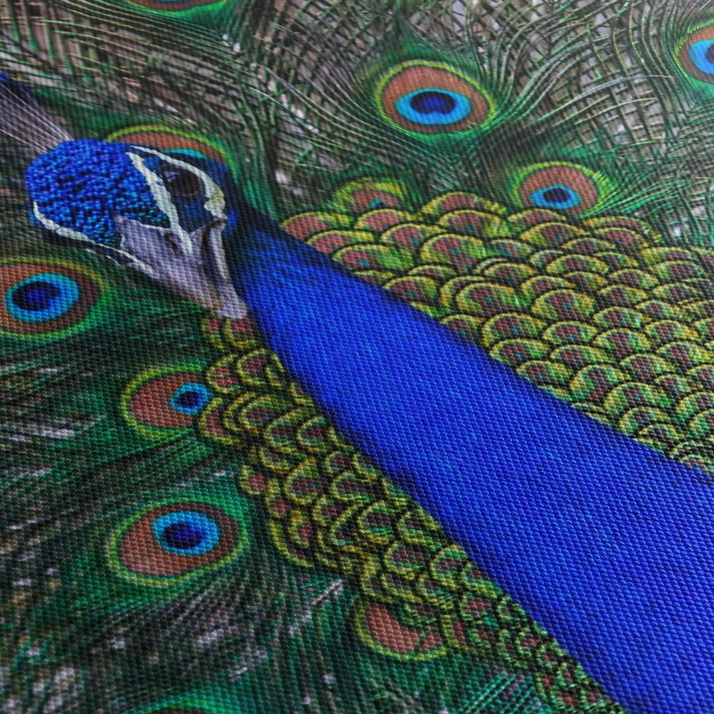 Obraz - Páv (150x105 cm)
