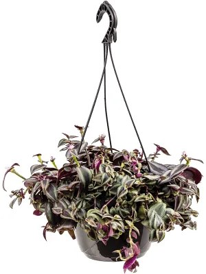 Tradescantia zebrina Purpurea hanger 20x30 cm