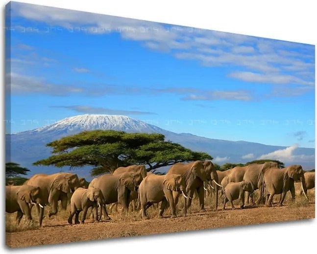 Obraz na stenu ZVIERATÁ ZV036E11