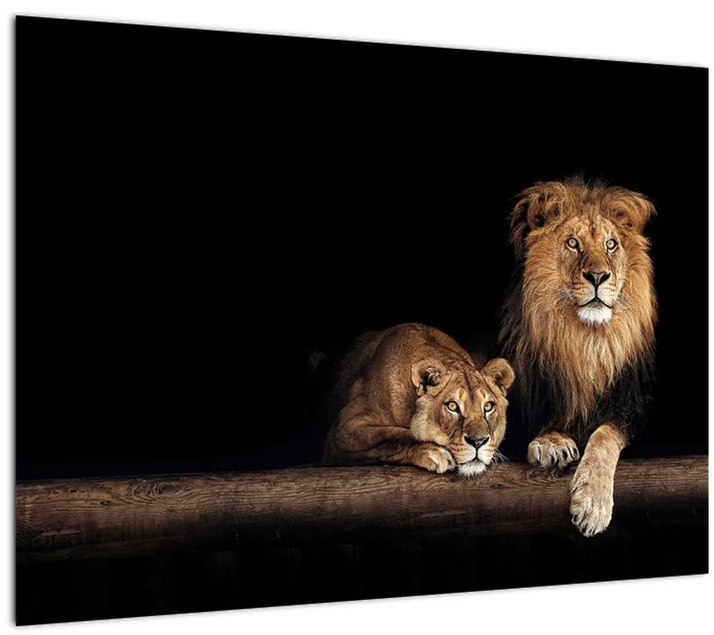 Sklenený obraz - Lev a levice (70x50 cm)