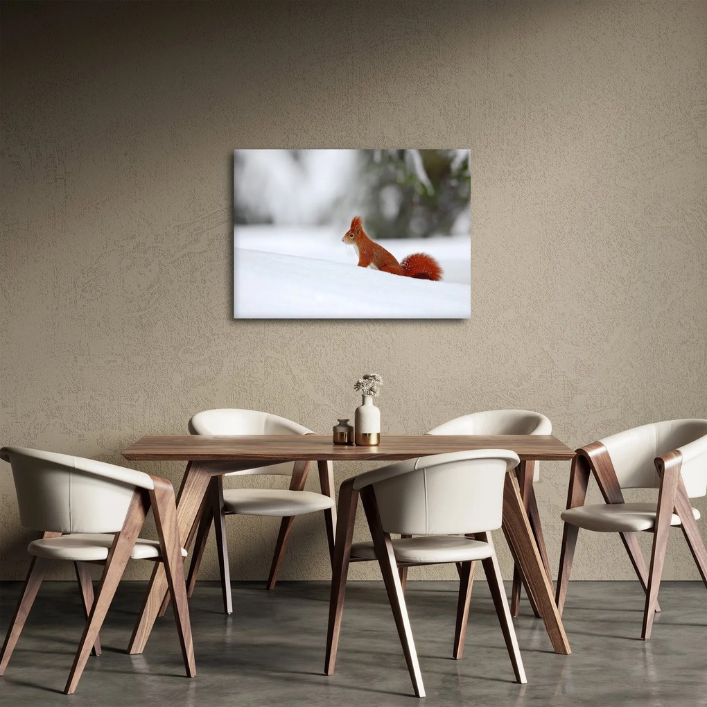 Obraz veveričky (70x50 cm)