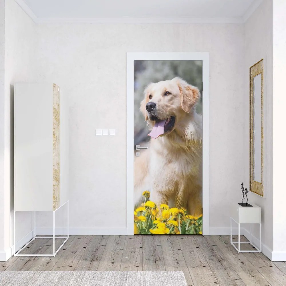 GLIX Fototapeta na dvere - Golden Retriever Dog