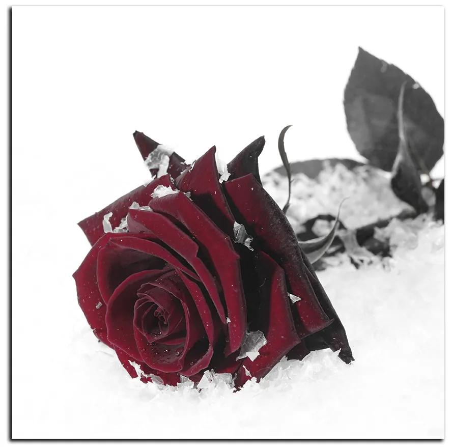 Obraz na plátne - Ruža na snehu - štvorec 3103FA (80x80 cm)