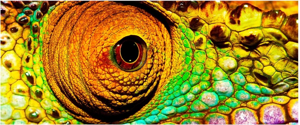 Obraz - Chameleon (120x50 cm)