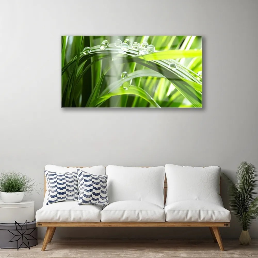 Obraz plexi Tráva rosa kvapky rastlina 100x50 cm
