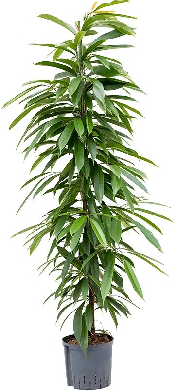 Ficus amstel king Tuft 22/19 v. 140 cm