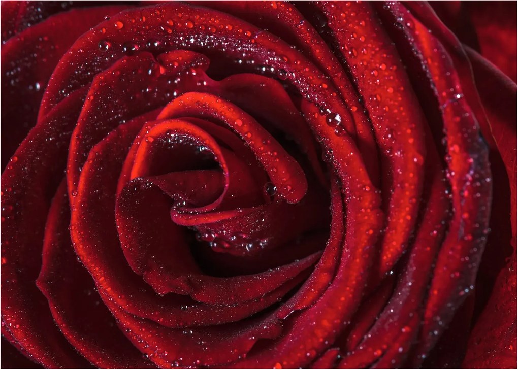 Obraz - Červená ruža s kvapkami rosy (70x50 cm)