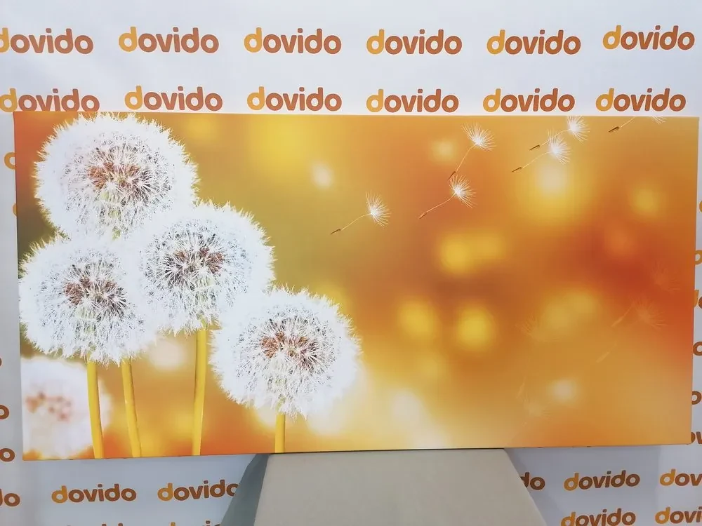Obraz nadýchaná púpava