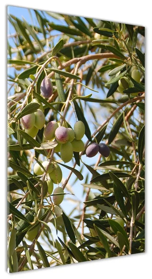 Foto obraz akrylový Olivy na strome pl-oa-70x140-f-65546648