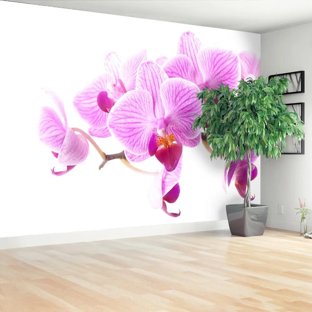 Fototapeta Vliesová Ružová orchidea 312x219 cm