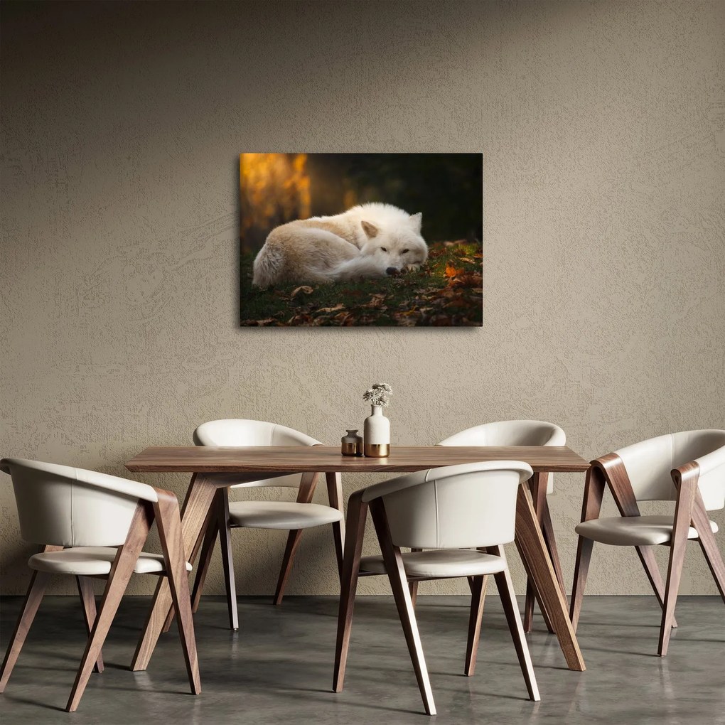 Obraz - Odpočívajúci vlk (70x50 cm)
