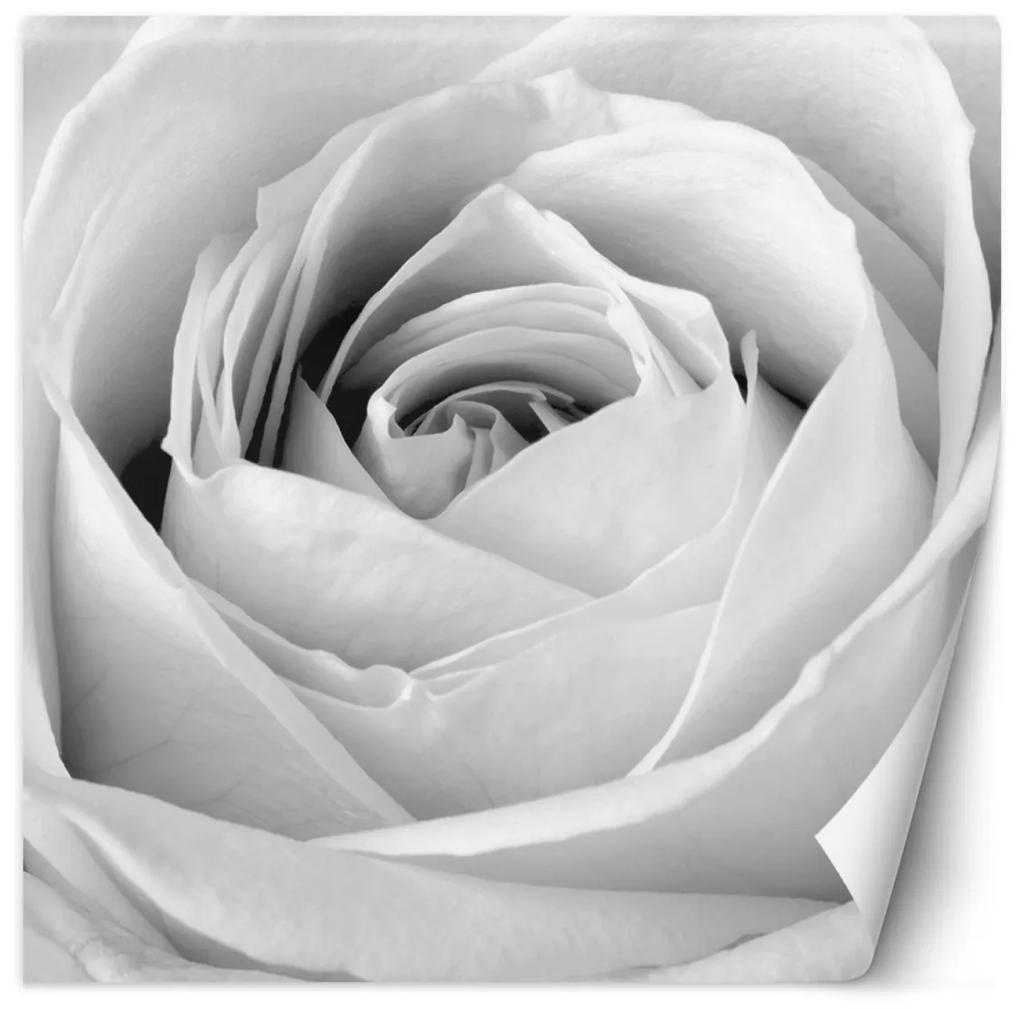 Fototapeta, Bílé květy růží - 300x300 cm