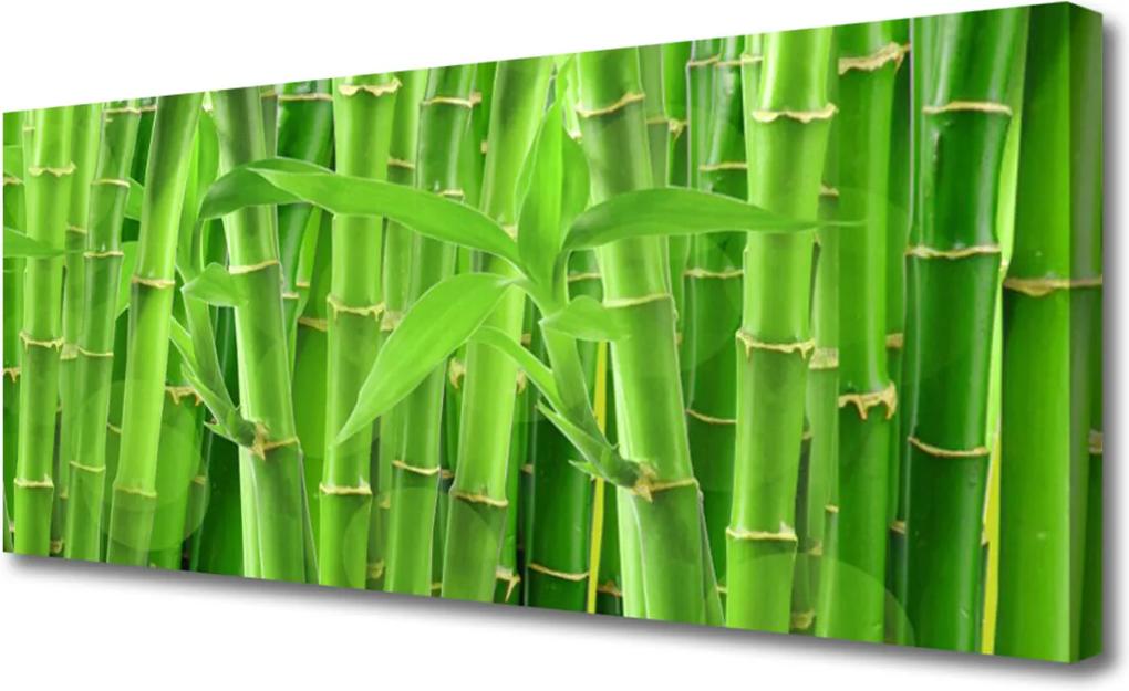 Obraz na plátně Bambus Stonka Kvet Rastlina