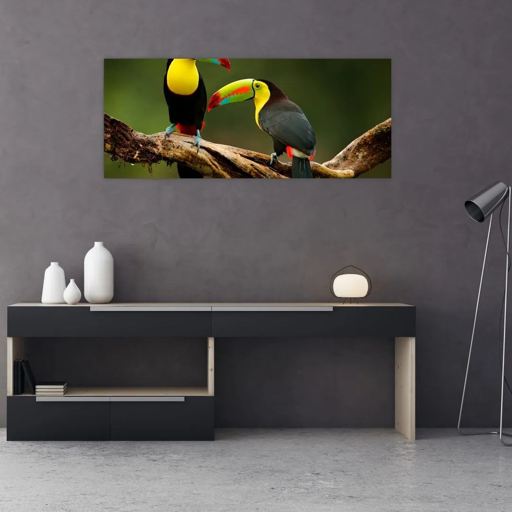 Obraz sediacich tukanov, Costa Rica (120x50 cm)