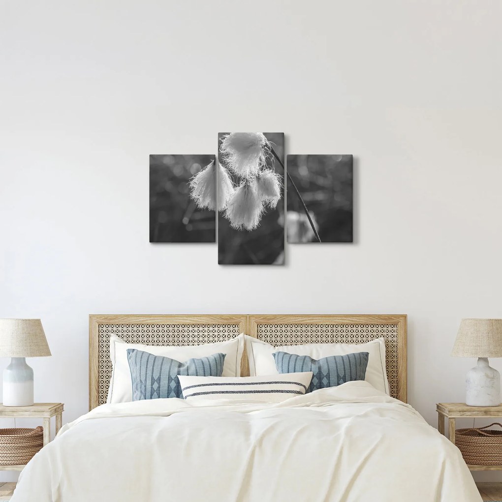 Obraz - Cottongrass (90x60 cm)
