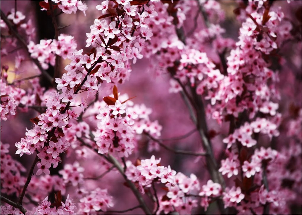 Sklenený obraz - Ružová sakura (70x50 cm)