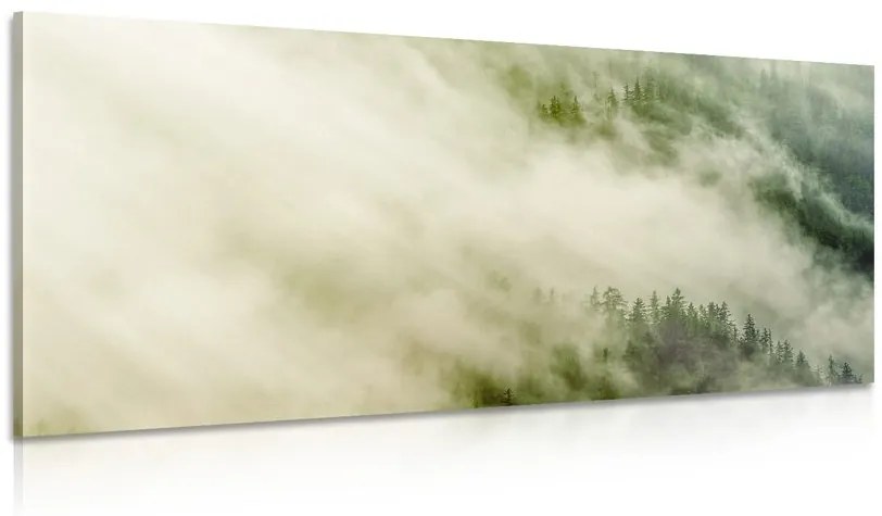 Obraz hmlistý les Varianta: 100x50