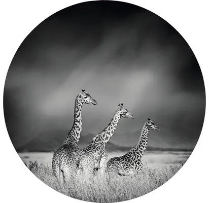 Fototapeta vliesová Žirafy č/š 190 cm