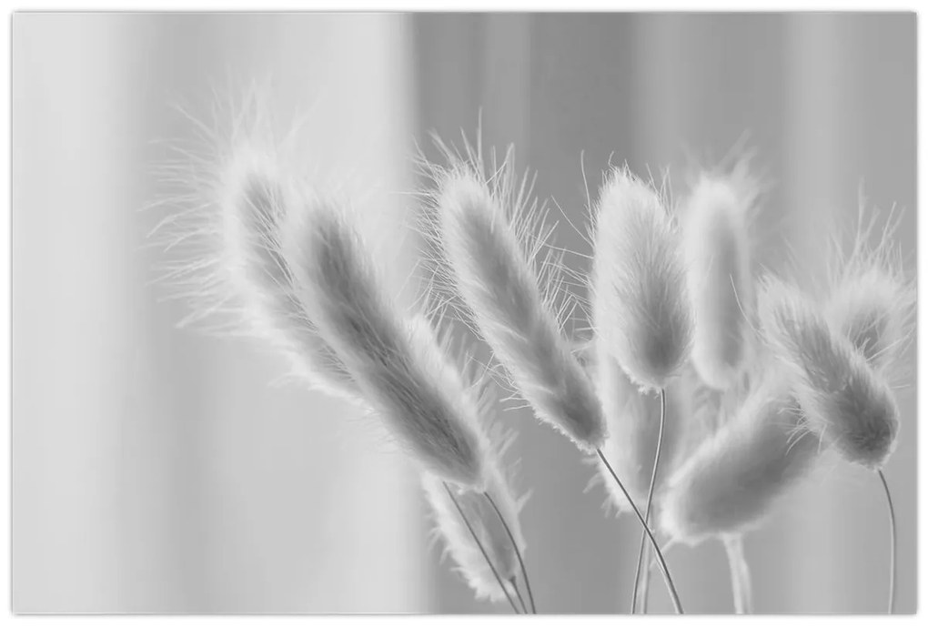 Obraz - Bunny tail grass (90x60 cm)