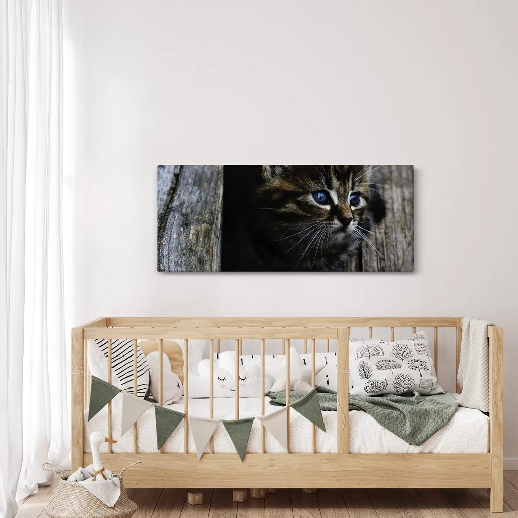 Obraz mačiatka (120x50 cm)