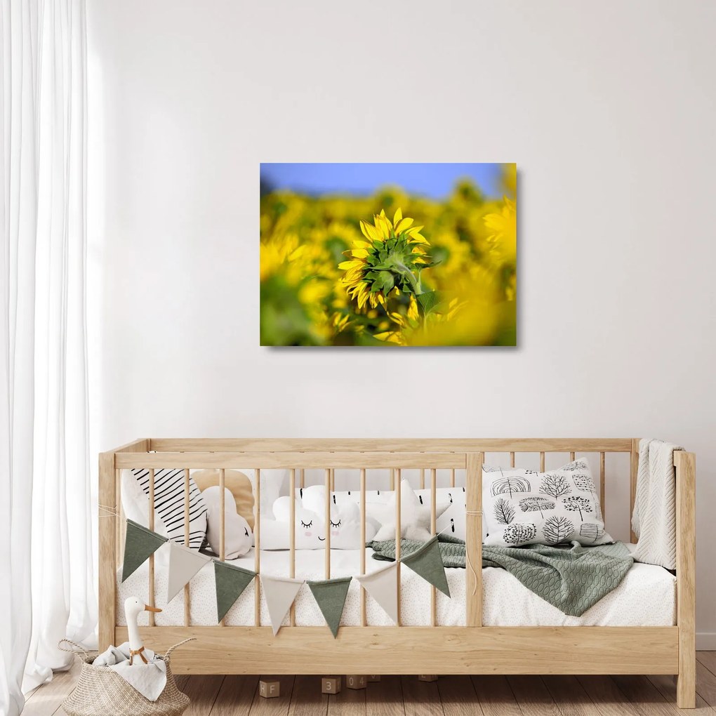 Sklenený obraz slnečnice (70x50 cm)