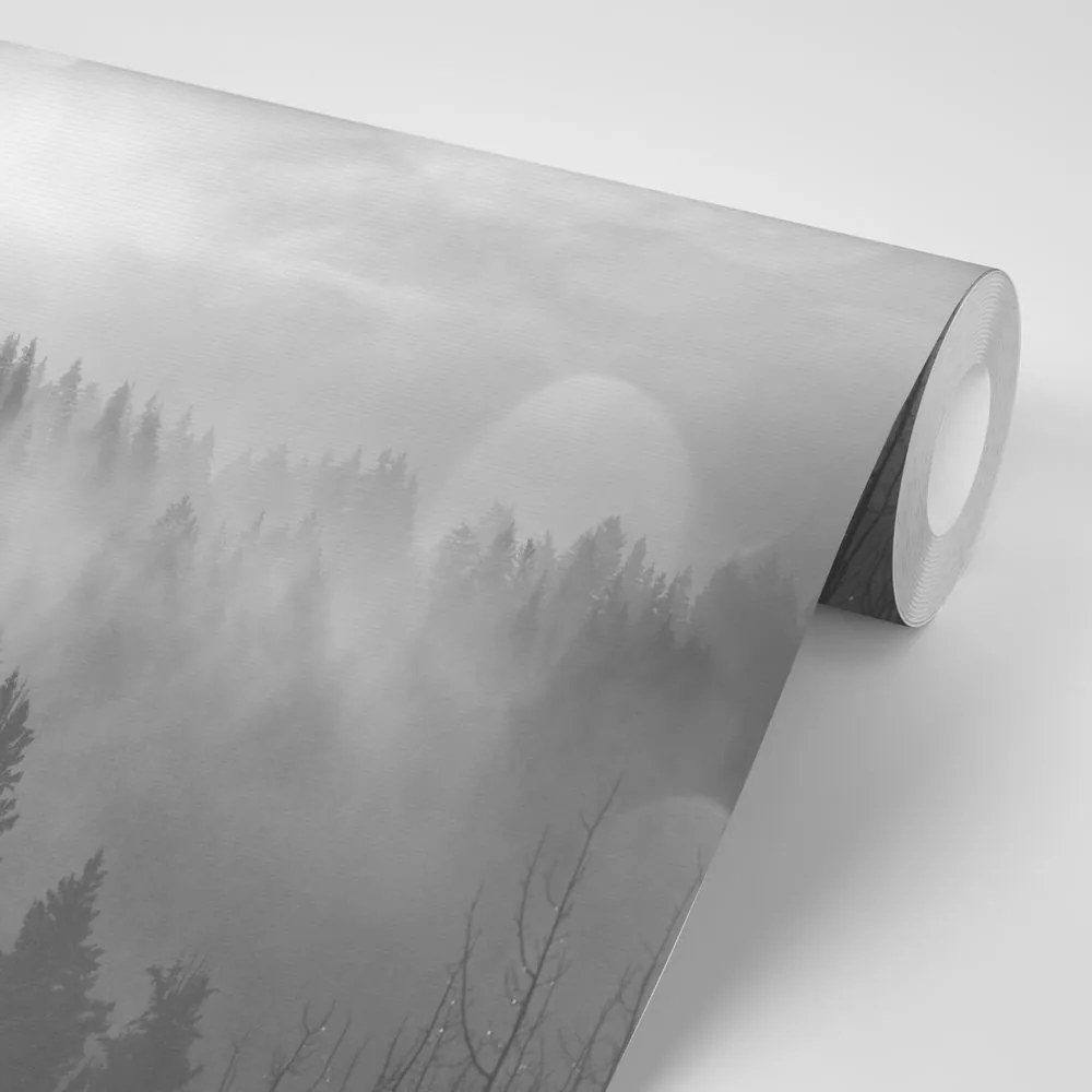 Samolepiaca fototapeta čiernobiela hmla nad lesom - 225x150