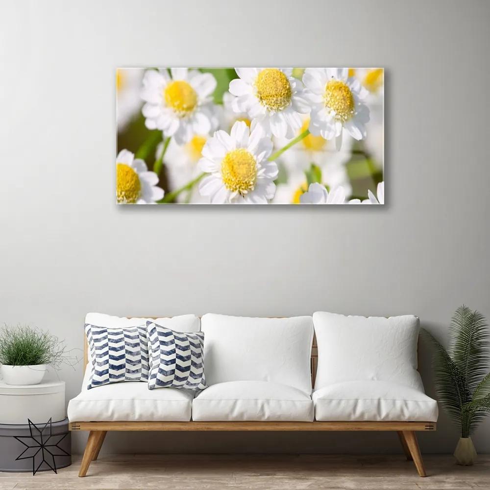 Skleneny obraz Kvety sedmokráska príroda 125x50 cm