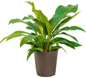 Anthurium elipticum Jungle hybriden18/19 výška 50 cm