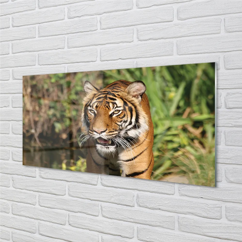 Obraz na akrylátovom skle Tiger woods 125x50 cm