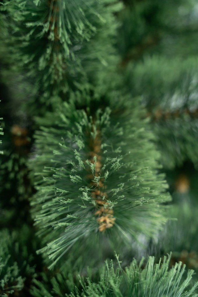 Limpol Vianočný stromček Borovica Klára Výška stromčeka: 240 cm