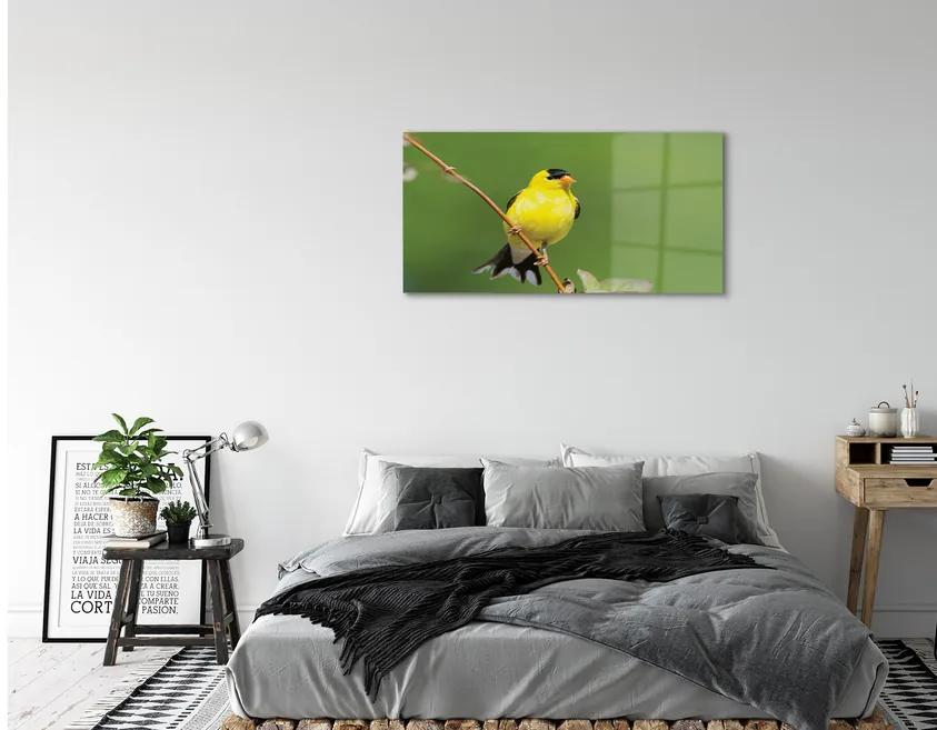 Obraz na akrylátovom skle Žltý papagáj 100x50 cm