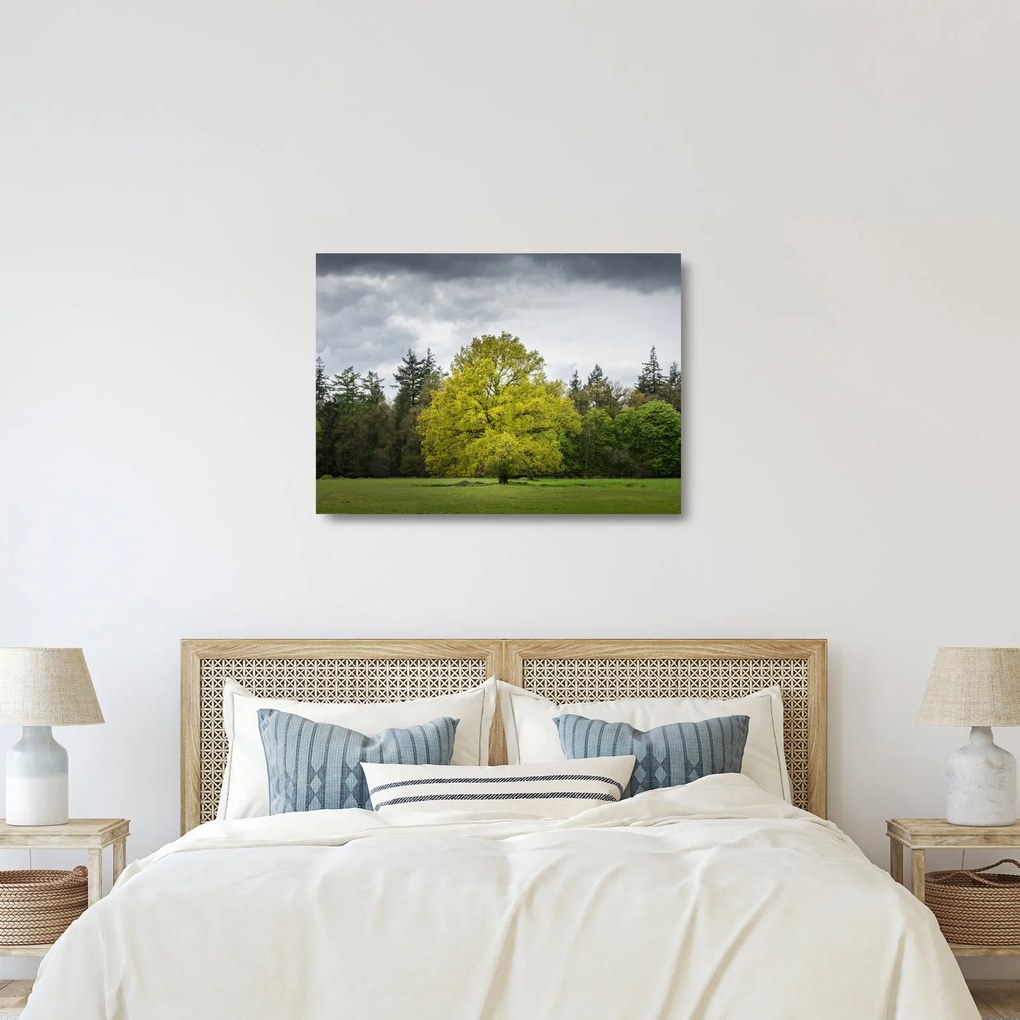 Sklenený obraz zeleného stromu uprostred poľa (70x50 cm)