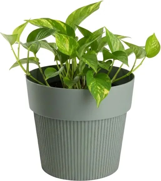 Sada 4 ks květináčů Silva Line šedo-zelená