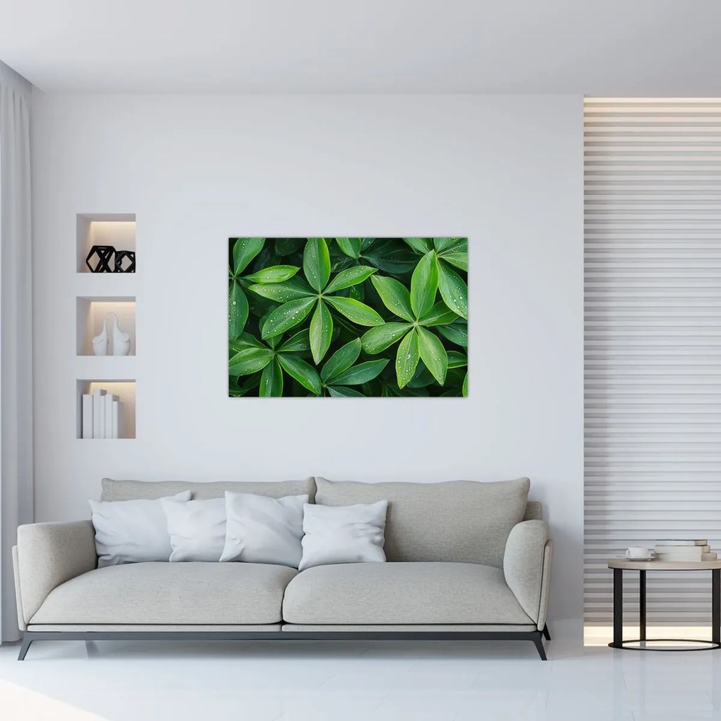 Obraz - Listy s kvapkami rosy (90x60 cm)