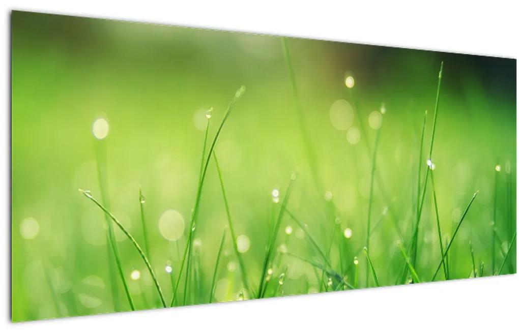 Obraz - rosa na tráve (120x50 cm)