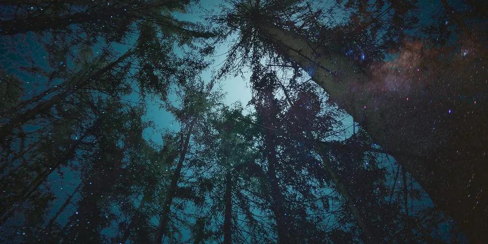 Obraz les pod nočnou oblohou Varianta: 100x50