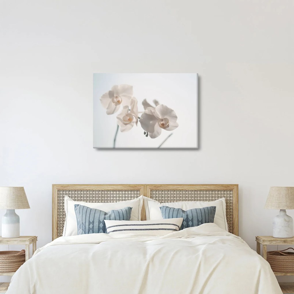 Obraz bielej orchidey (70x50 cm)