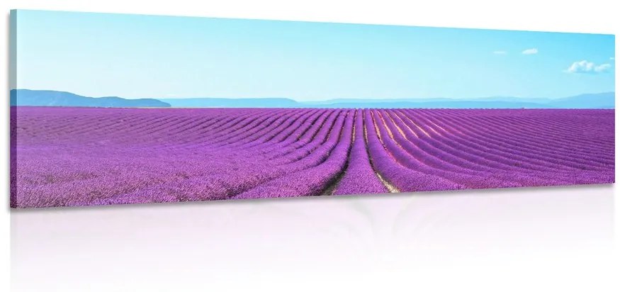 Obraz nekonečné levanduľové pole Varianta: 120x40