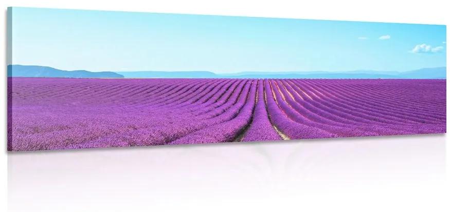 Obraz nekonečné levanduľové pole Varianta: 150x50