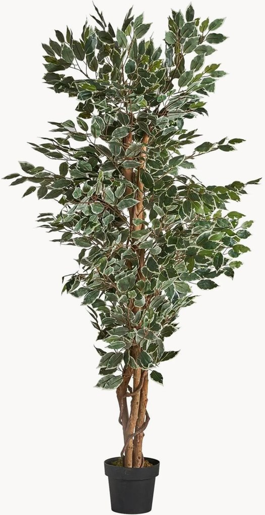 Rastlinná dekorácia v kvetináči Ficus