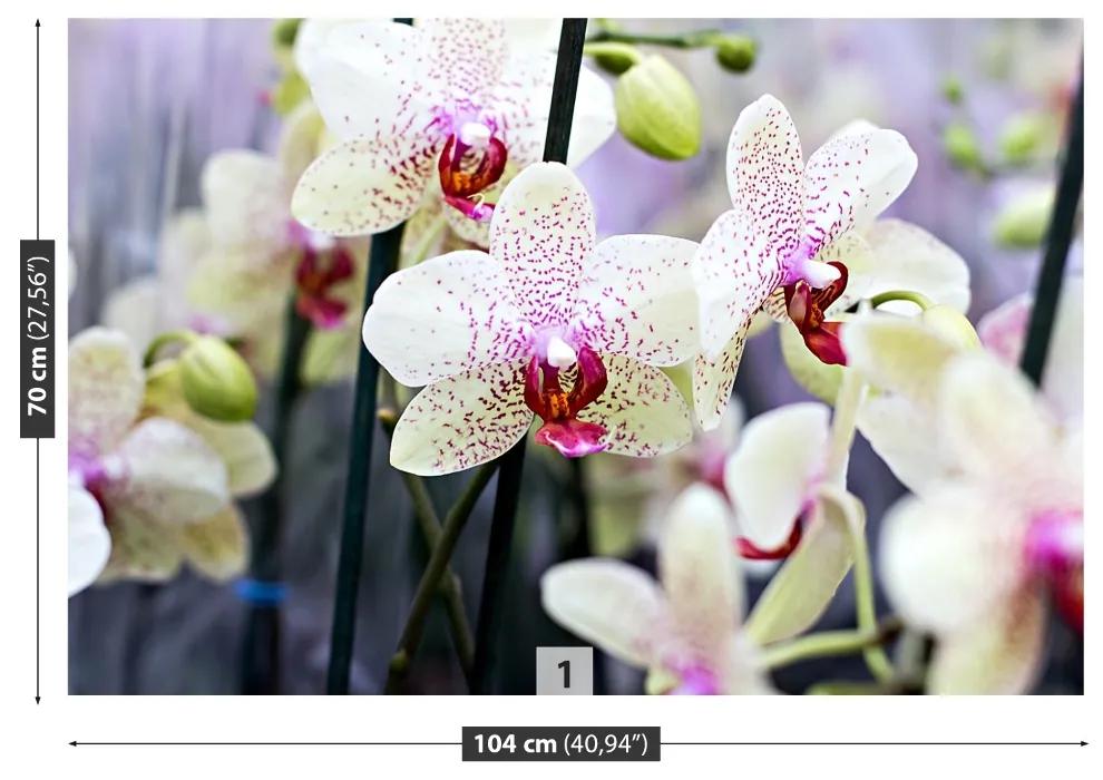 Fototapeta Vliesová Kvety orchideí 250x104 cm