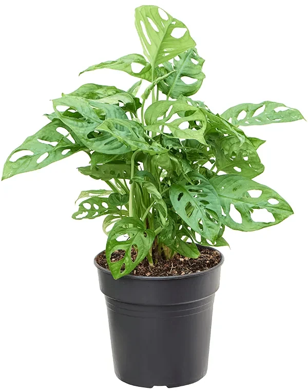 Monstera obliqua Adansonii 15x30 cm