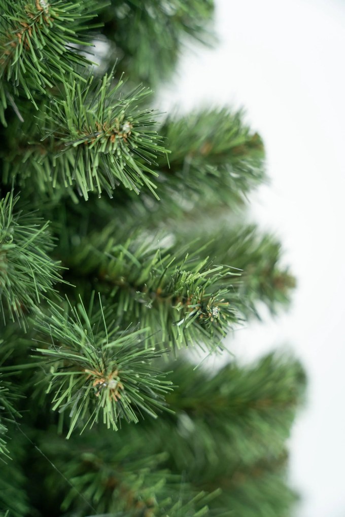 Limpol Jedľa Karolina 2,40 m