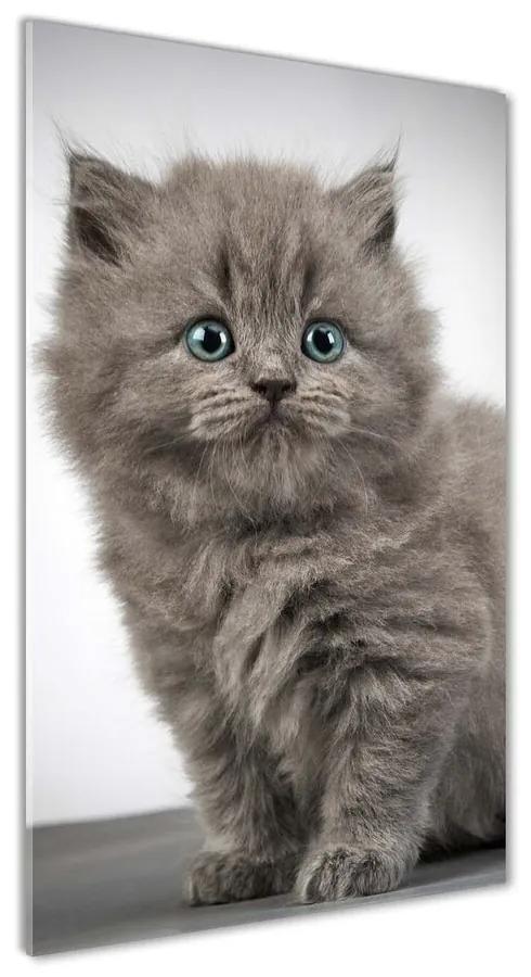 Foto obraz akrylový Sivá a britská mačka pl-oa-70x140-f-66248272