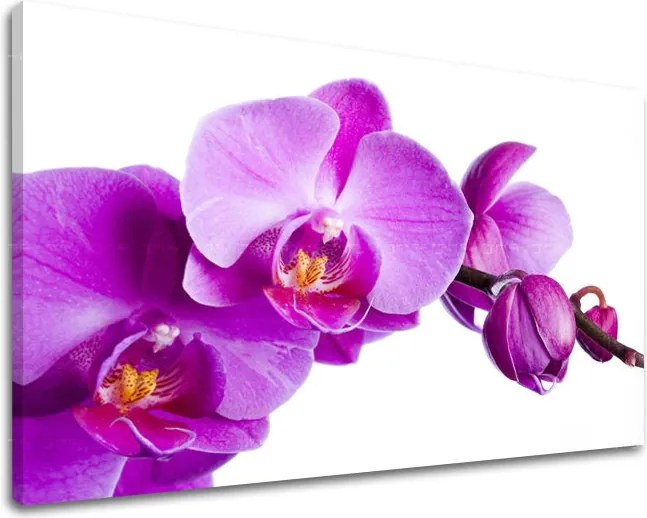 Obraz na stenu KVETY XOBKV135E11 - 40x60 cm