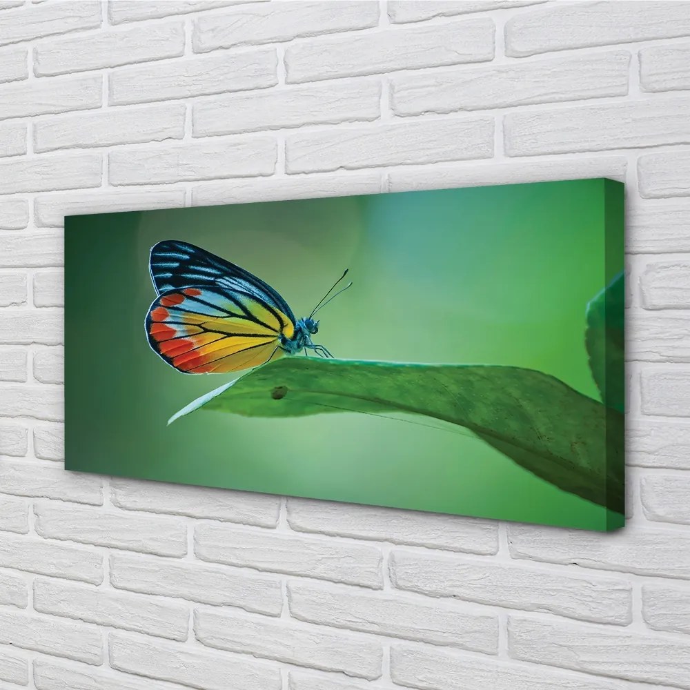 Obraz na plátne Farebný motýľ krídlo 125x50 cm